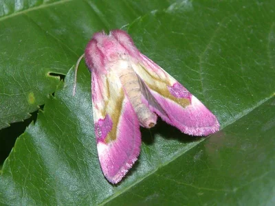 Philareta treitschkii