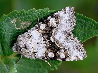 Hecatera bicolorata