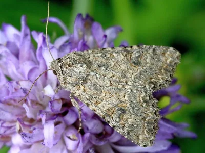 Anarta (Calocestra) trifolii