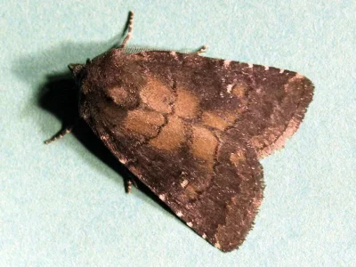 Charanyca (Rusina) ferruginea