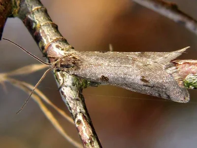 Exapate congelatella