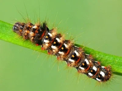Acronicta (Viminia) rumicis