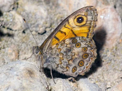 Lasiommata megera