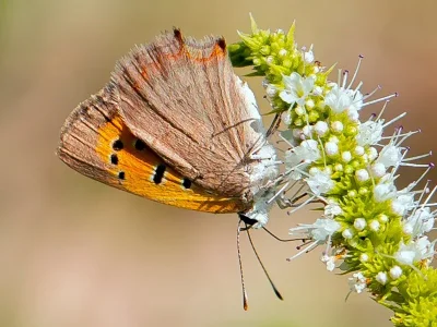Lycaena (Lycaena) phlaeas