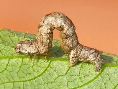 Ectropis crepuscularia