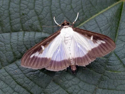 Cydalima perspectalis