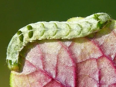 Melanchra persicariae
