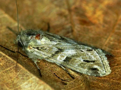 Cucullia fraudatrix