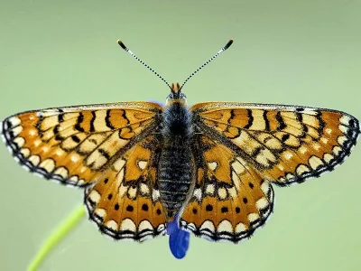 Euphydryas (Eurodryas) orientalis
