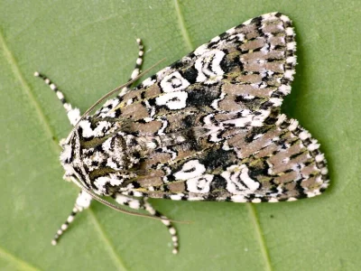 Lamprosticta culta