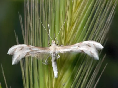 Wheeleria spilodactylus