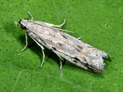Phycitodes binaevella