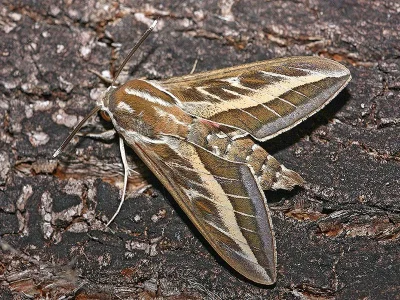 Hyles livornica