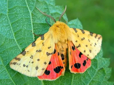 Diacrisia purpurata