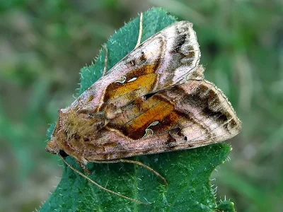 Autographa jota