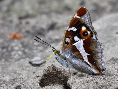 Apatura iris