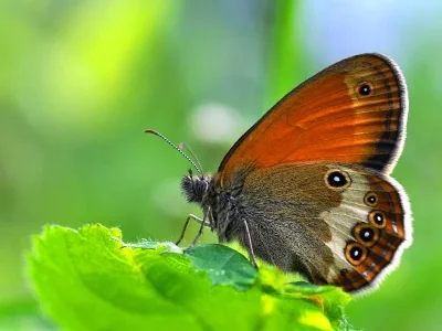 Coenonympha arcania
