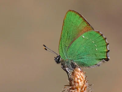 Callophrys (Callophrys) rubi