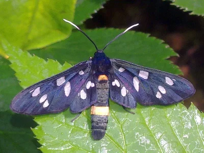 Amata (Syntomis) phegea