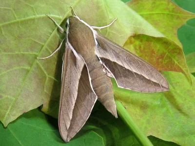 Hyles hippophaes
