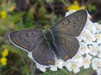 Lycaena (Heodes) tityrus