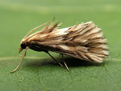 Cynaeda dentalis