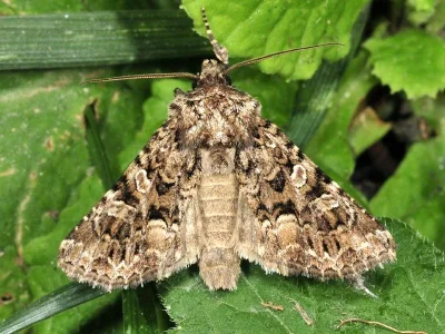 Hadena (Anepia) perplexa
