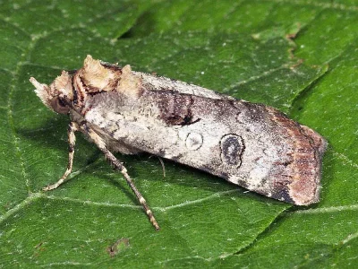 Epilecta linogrisea