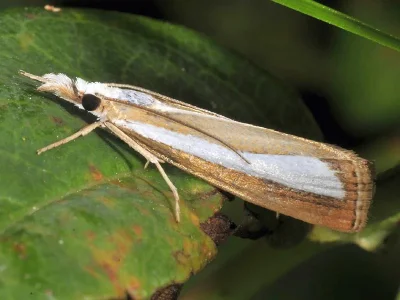 Catoptria spatulellus