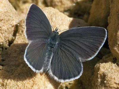 Cupido (Cupido) minimus