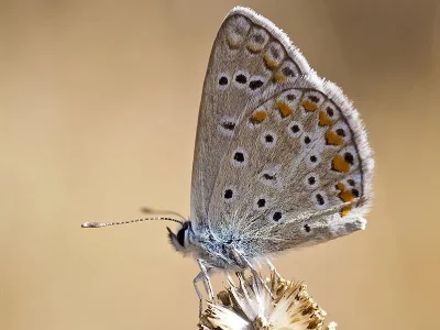 Polyommatus (Polyommatus) icadius