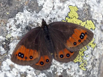 Erebia meolans