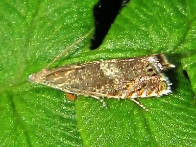 Dichrorampha agilana