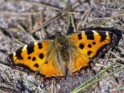 Nymphalis (Nymphalis) polychloros