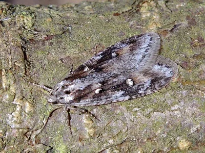 Semioscopis oculella
