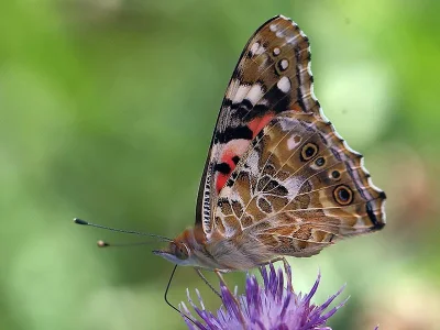 Vanessa cardui