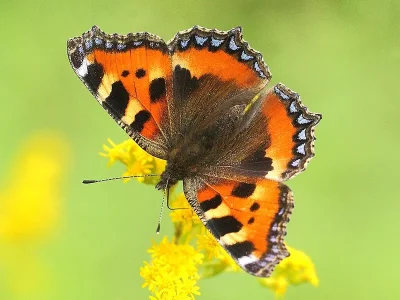 Aglais urticae