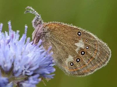 Coenonympha glycerion