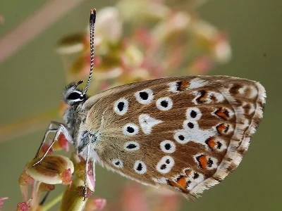 Polyommatus (Lysandra) coridon