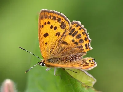 Lycaena (Heodes) virgaureae
