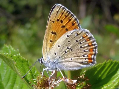 Lycaena (Thersamolycaena) alciphron