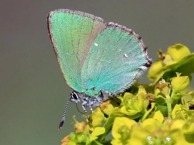 Callophrys (Callophrys) rubi