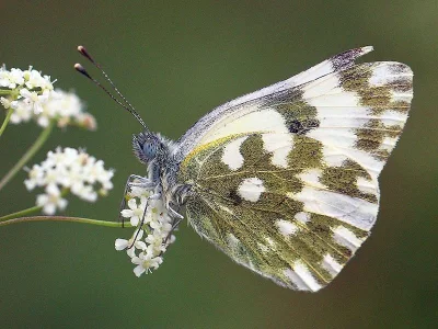 Pontia edusa