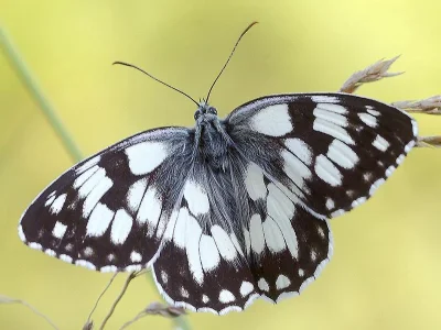 Melanargia (Melanargia) galathea