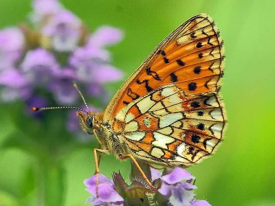 Boloria (Clossiana) selene