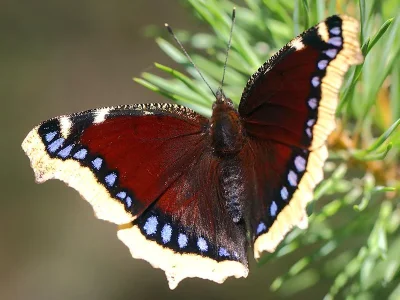 Nymphalis (Nymphalis) antiopa