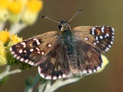 Pyrgus alveus