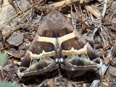 Grammodes stolida