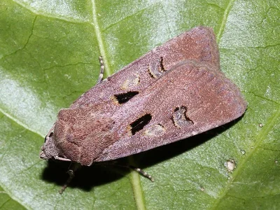 Agrotis (Agrotis) trux