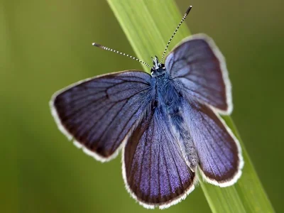 Cyaniris semiargus